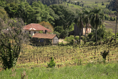 Viñedo doméstico