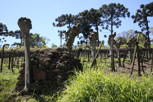 Viñedo y araucaria