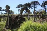 Viñedo y araucaria