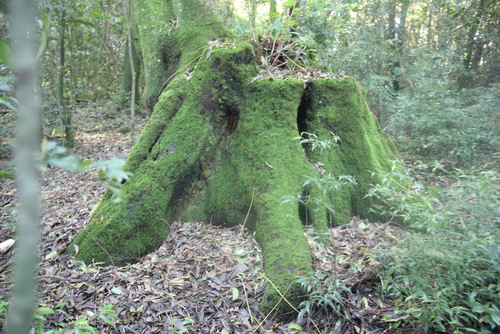 el árbol ancestral de la familia Bettu