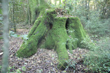 el árbol ancestral de la familia Bettu