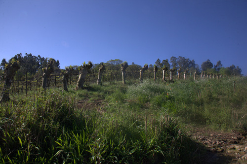 Soportes vivos del parral
