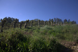 Soportes vivos del parral