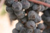 Viñedos en Octubre