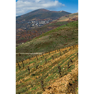 El viñedo