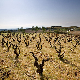 Viñas Viejas