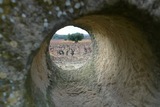 The Old Olive tree in the Viña del Olivo vineyard.