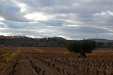 La viña del Olivo de Contino