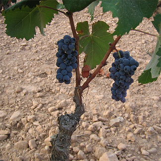 Variedad Monastrell para el vino Pie Franco