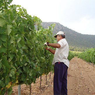 Variedad Syrah del vino Valtosca
