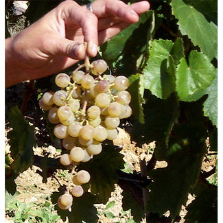 Variedad Xarel.lo