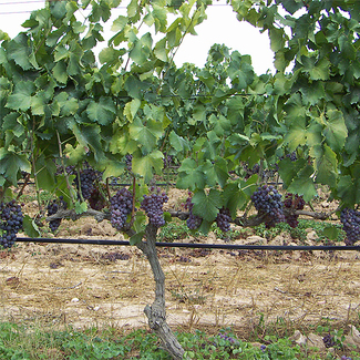 Variedad Garnacha