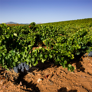 El viñedo