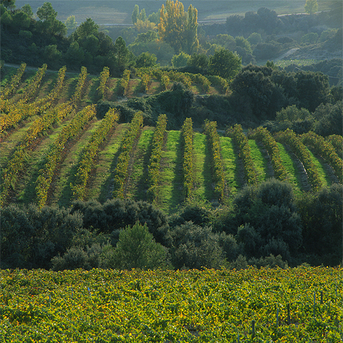 Viñedo_viñas_del_vero