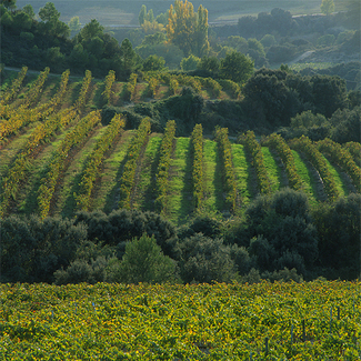 Viñedo