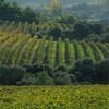 Viñedo_viñas_del_vero_thumb