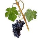 Vino_cata_uva_shiraz_syrah_col