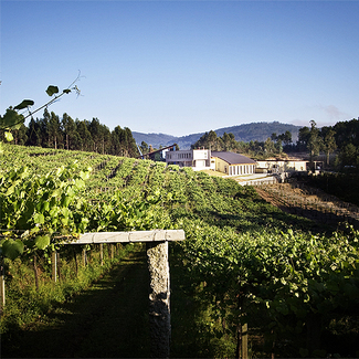 Viñedo