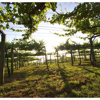 Crecimiento de la albariño