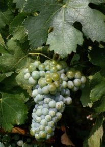 Merseguera