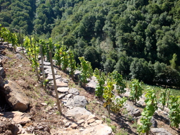 Brancellao de la parcela porto de Lobos, Adega PONTE DA BOGA en Ribeira Sacra