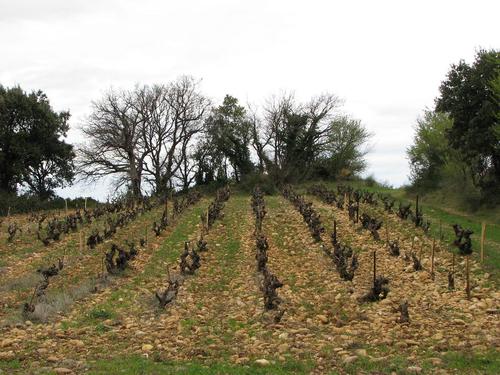 Viñedos en Chateauneuf du Pape