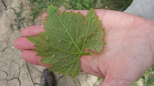 Filoxera