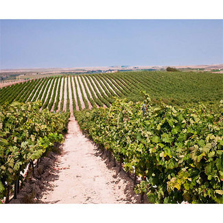 Vista del viñedo