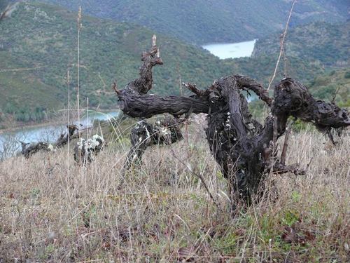 Viñedos.