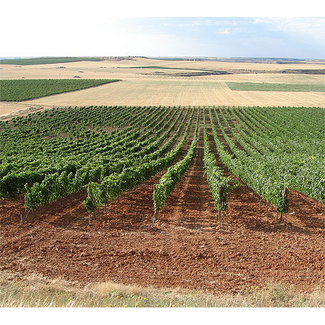 Vista del viñedo