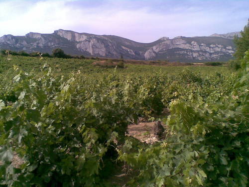 Viñas