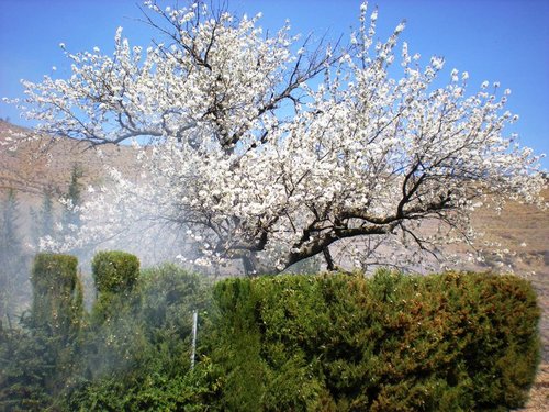 bajo el cerezo en pleno apogeo , otra foto del bloguer Juan Massana, una foto preciosa.