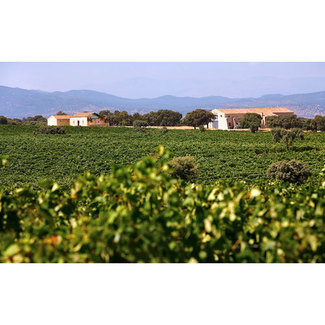 Vista del viñedo