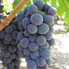 Vino_uva_fermentacion_rufete_thumb