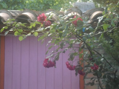 Rosas rojas trepadoras