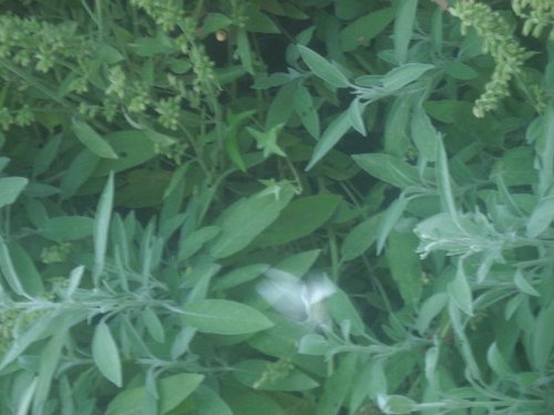 MARIPOSAS BLANCAS AL ANOCHECER ENTRE LAS SALVIAS