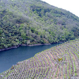 vino enoturismo ribeira sacra