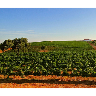 Viñedo Bodegas Palacio Quemado