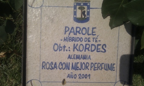 Placa identificativa de la Rosa Parole - Híbrida de Té