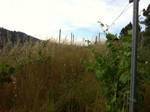 Vigormortis en O Riberio