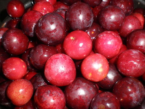 Prunes de les petitones, que semblen tomacons :-)