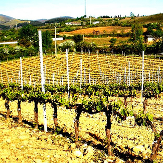 Viñedo