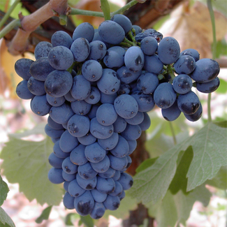 Variedad Prieto Picudo
