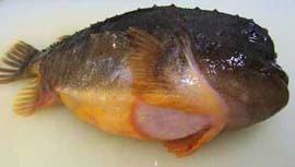 Lumpo repletito de huevas, bastente feo, por cierto.