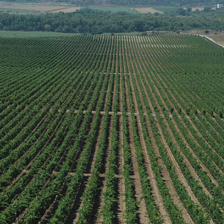 Viñedo