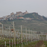 Vinos piamonte cata vinos italianos enoturismo italia col