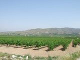 Vista del viñedo: cepas de merlot