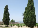 Los cipreses de Finca Usaldón