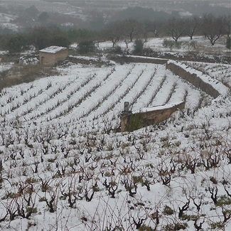 Viñedo nevado