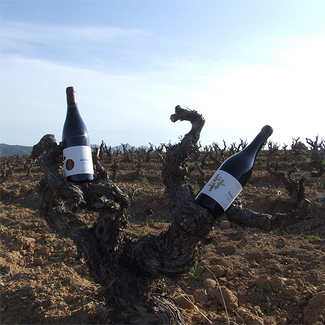Vinos Acústic Celler